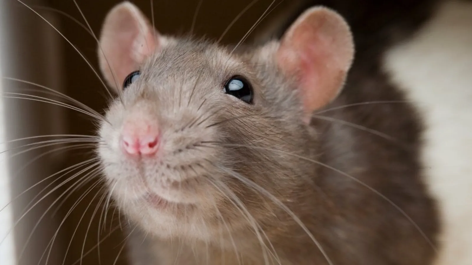 Todo lo que debes saber sobre las ratas: Entrevista con Javier Moreno, experto en plagas