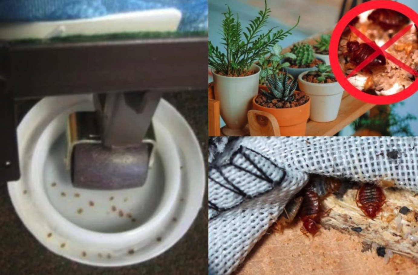 Cómo evitar la presencia de chinches en casa si vives en Majadahonda