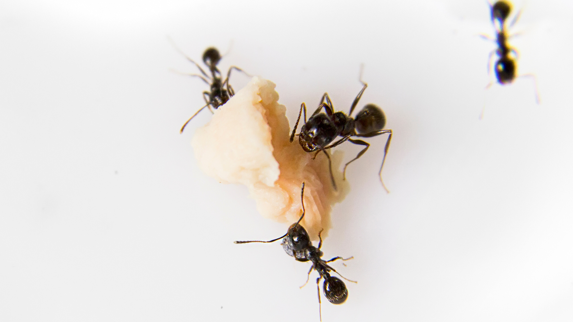 Verano en Majadahonda: cómo evitar plagas de cucarachas, hormigas y mosquitos en tu vivienda