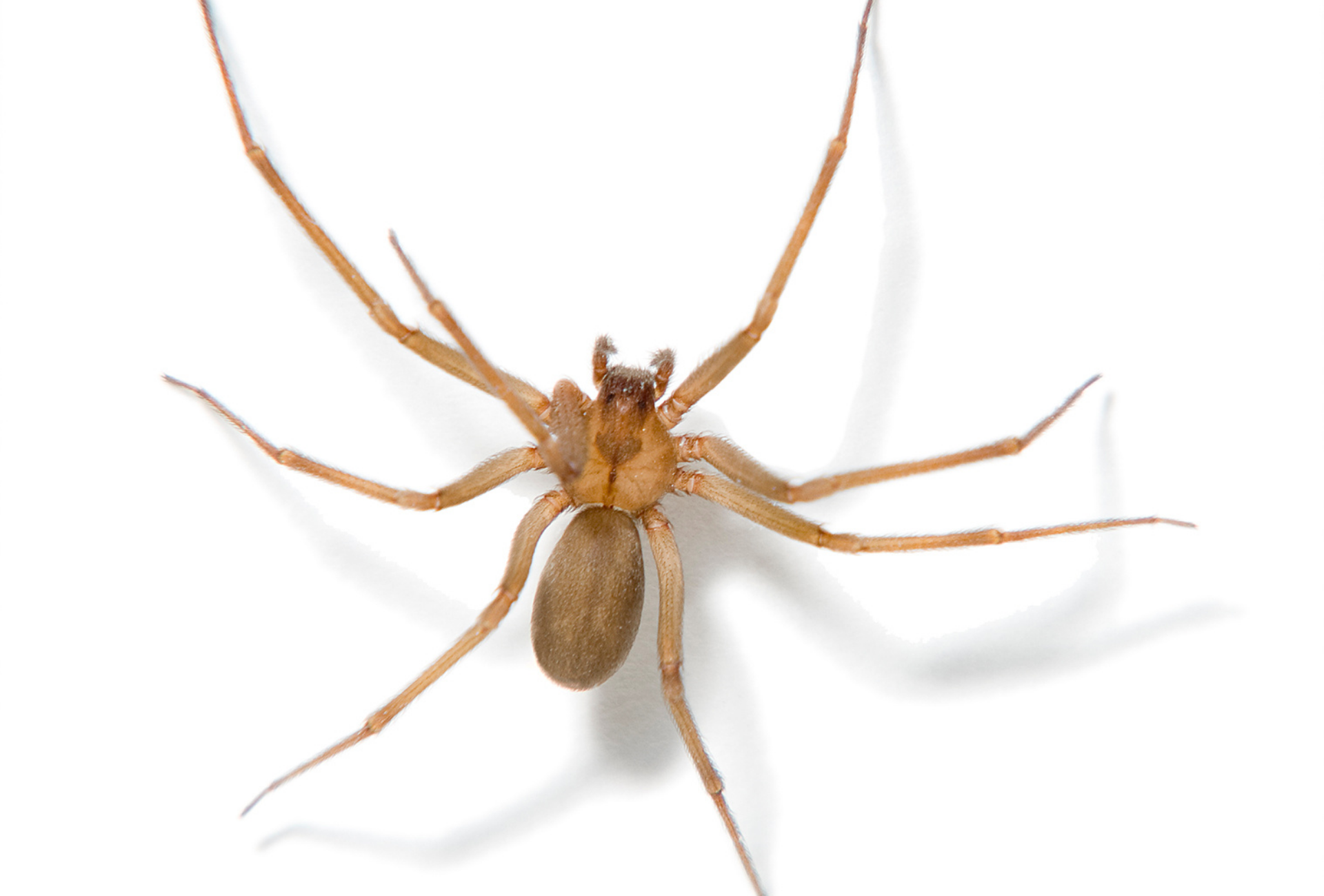 Araña violinista en Majadahonda: lo que debes saber y cómo actuar