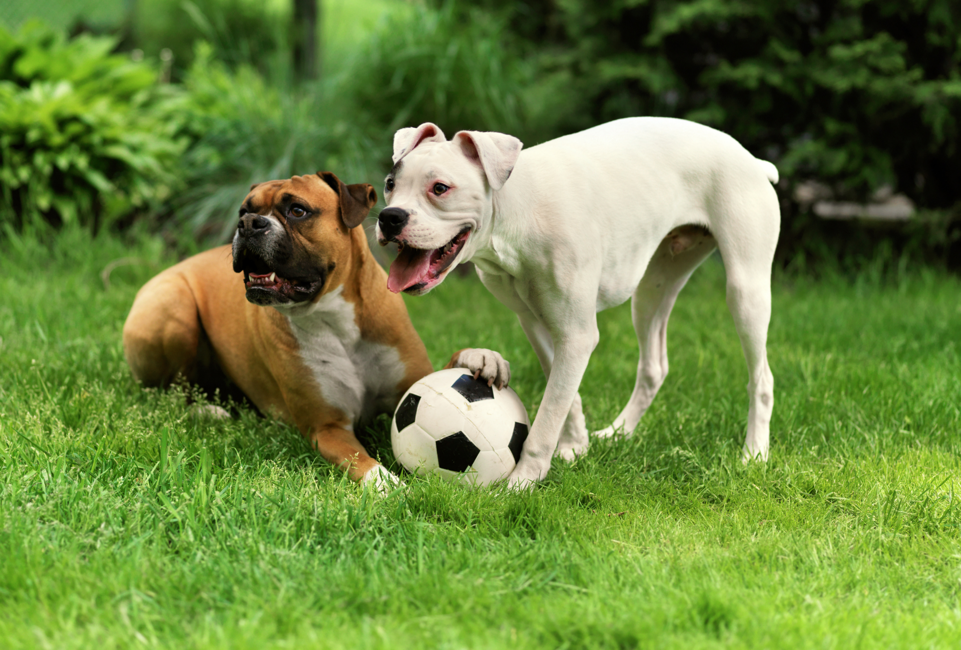 Cómo proteger a tu perro de pulgas y garrapatas este verano en Majadahonda