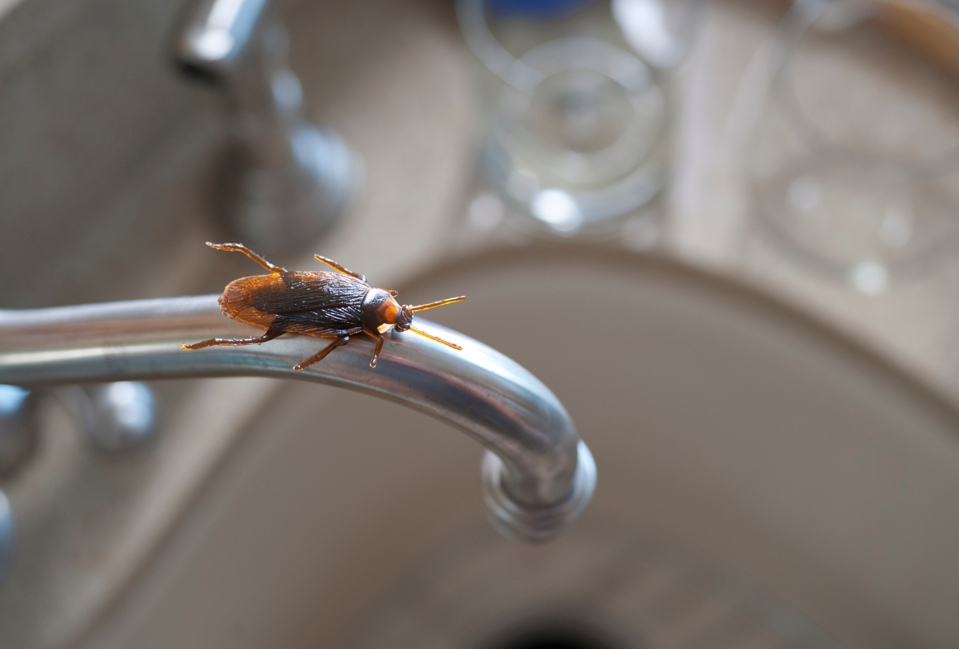 Desinfección de plagas en Majadahonda: cómo evitar focos en agua estancada