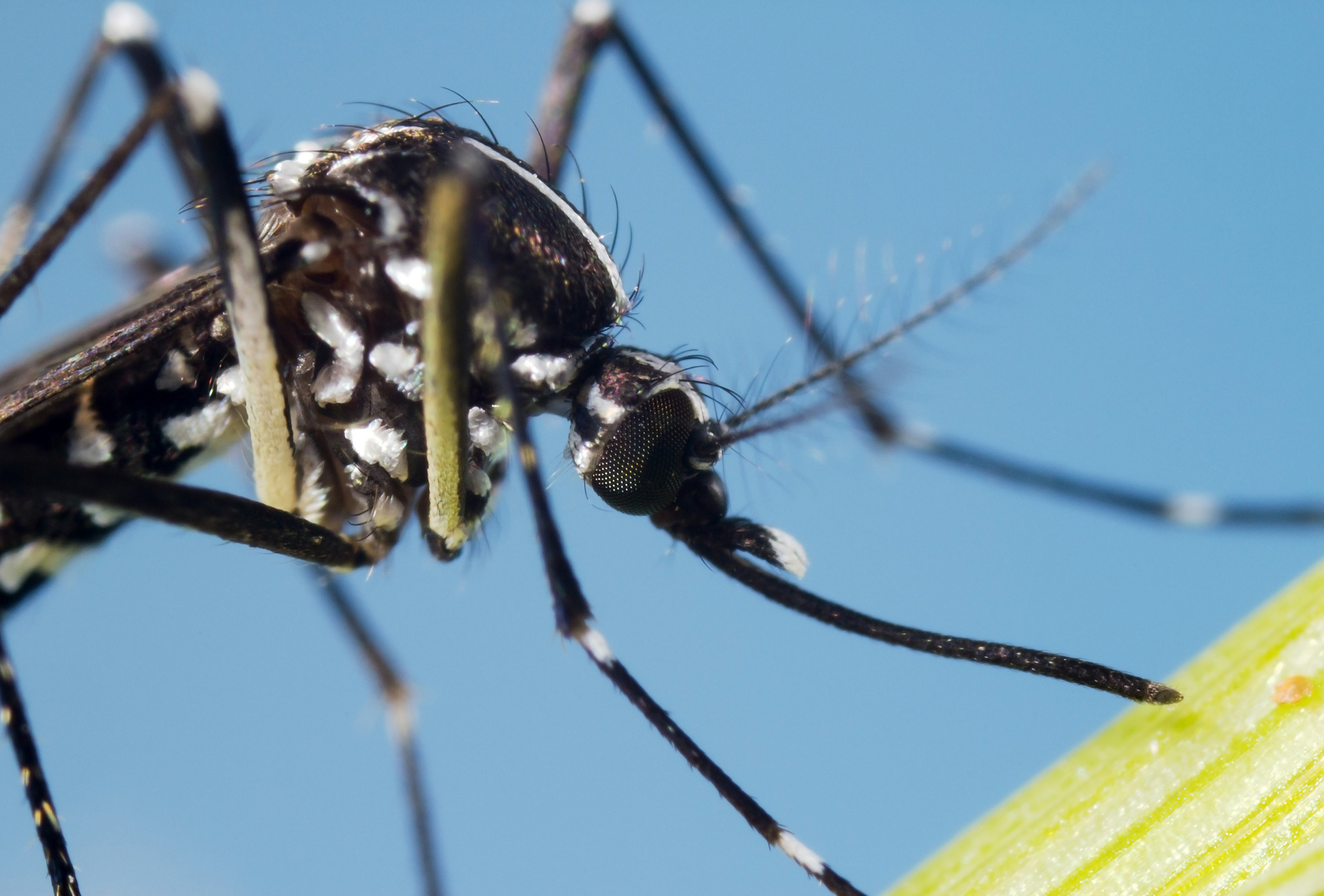 Mosquito tigre en Majadahonda: cómo proteger urbanizaciones y espacios de ocio