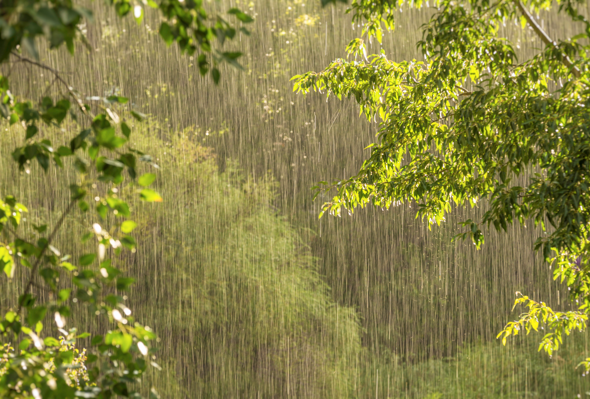 Majadahonda: cómo prevenir plagas tras la lluvia en jardines y viviendas
